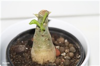8fee0462-IMG_6694 adenium (kalemljeni).jpg